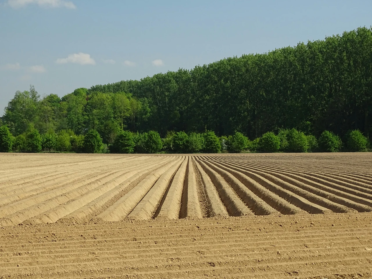 Come trasformare un terreno agricolo inutilizzato in una rendita sicura: i consigli di Coldiretti Come trasformare un terreno agricolo inutilizzato in una rendita sicura: i consigli di Coldiretti