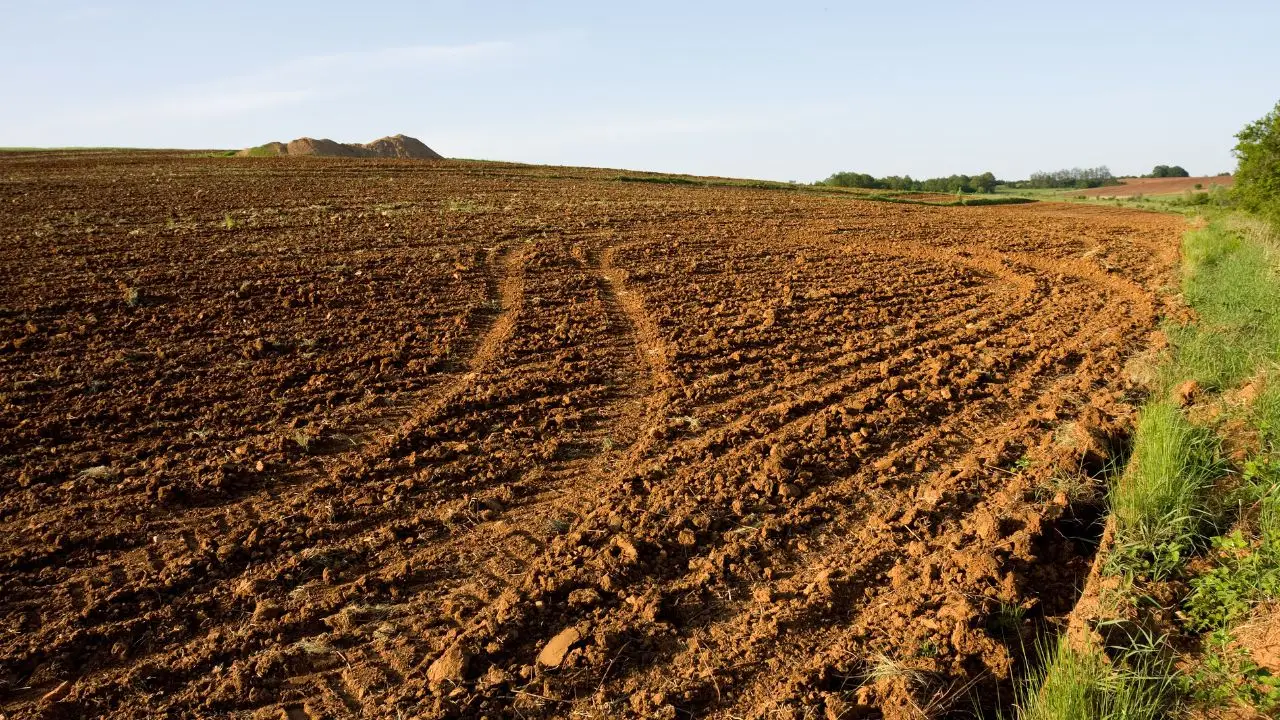Guida pratica per trasformare un terreno agricolo inutilizzato in una rendita stabile secondo Coldiretti Guida pratica per trasformare un terreno agricolo inutilizzato in una rendita stabile secondo Coldiretti
